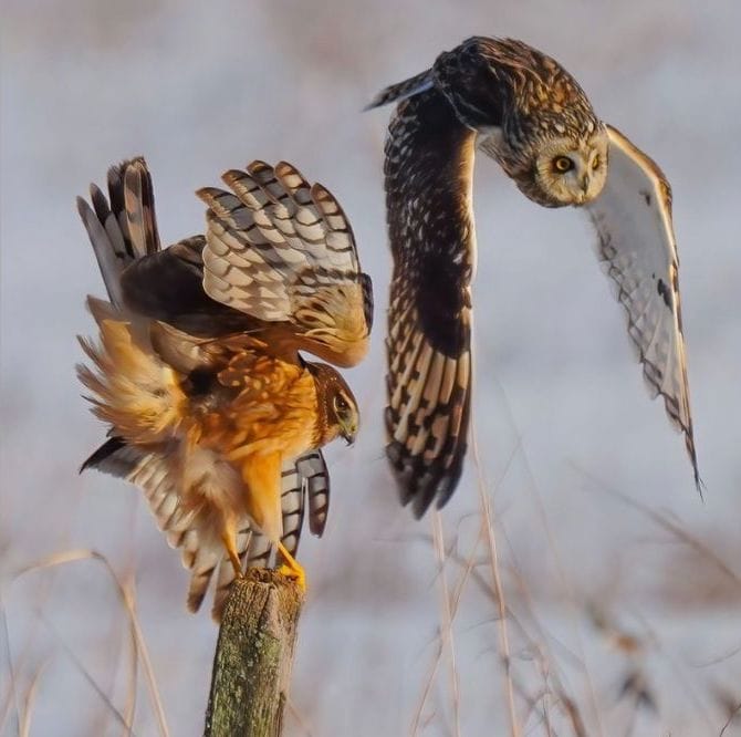 Short eared Owl and Northern Harrier
