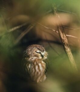 Sleeping Owl