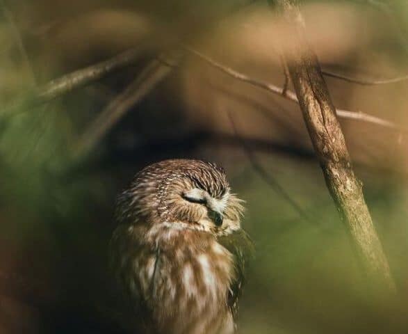Sleeping Owl