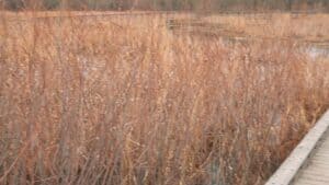 | Photography and video news, reviews and tips | Henry's Camera Dense swathes of tall dried grasses along a boardwalk railing on a cloudy day, with a wooden path to the right.
