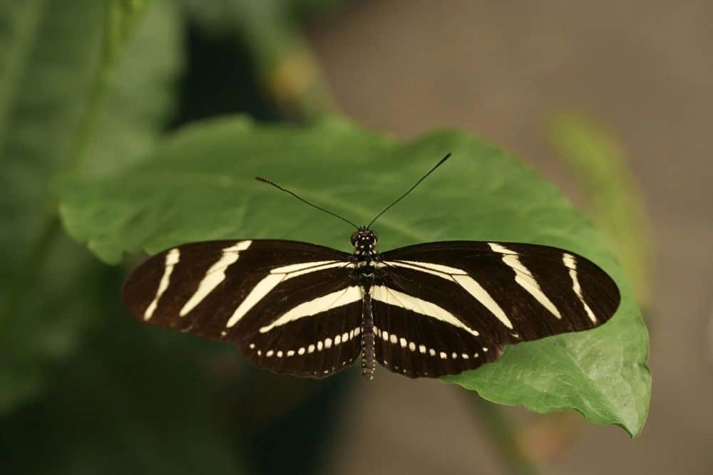 Striped Butterfly