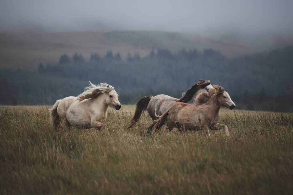 Willd-Horses | Photography and video news, reviews and tips | Henry's Camera How to bring the right camera gear for an epic adventure.
