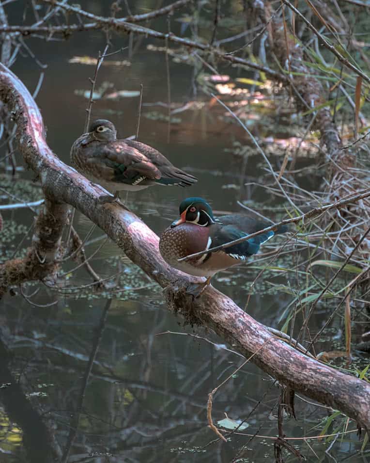Birding season is coming: get ready for Ontario’s spring migration with the right Camera Gear