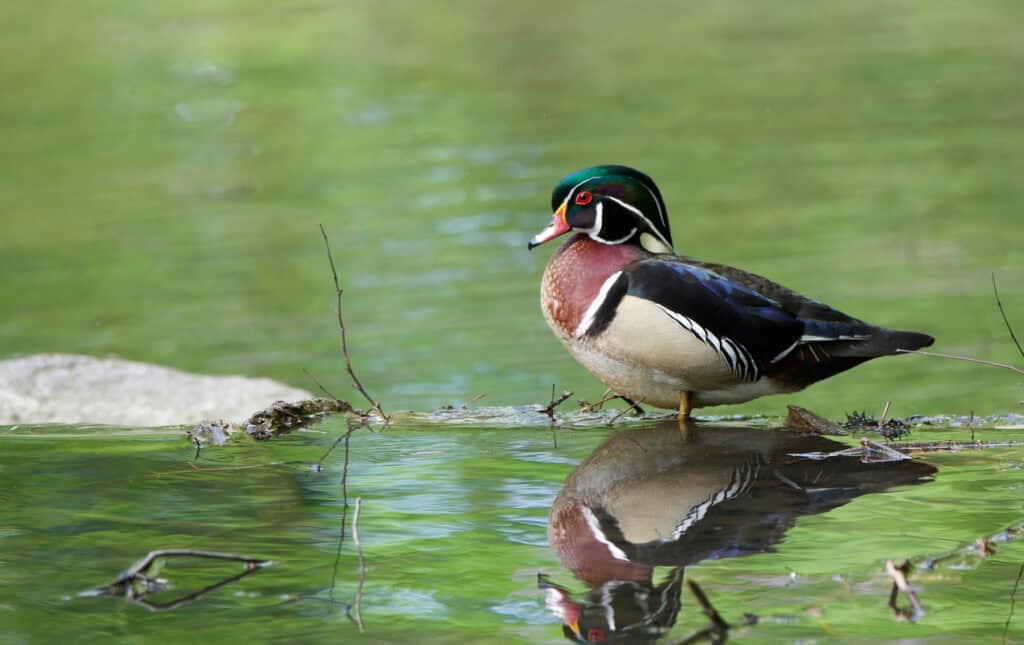 Bird Photography - Wood Duck