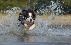 Border Collie running through water demonstrates a use for auto-focus while photographing a moving subject