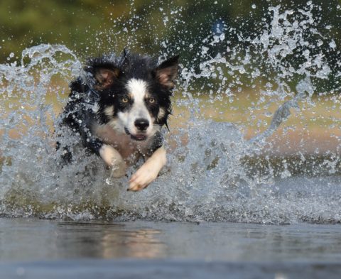 Border Collie running through water demonstrates a use for auto-focus while photographing a moving subject