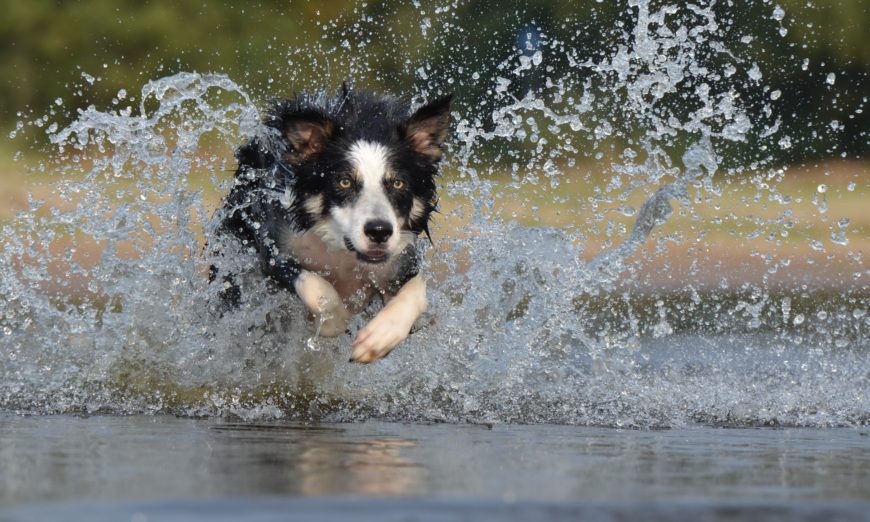 Border Collie running through water demonstrates a use for auto-focus while photographing a moving subject