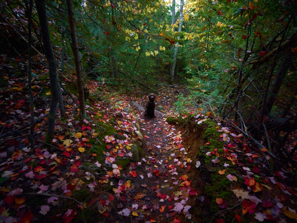 Mike Last Photo - Algonquin Park