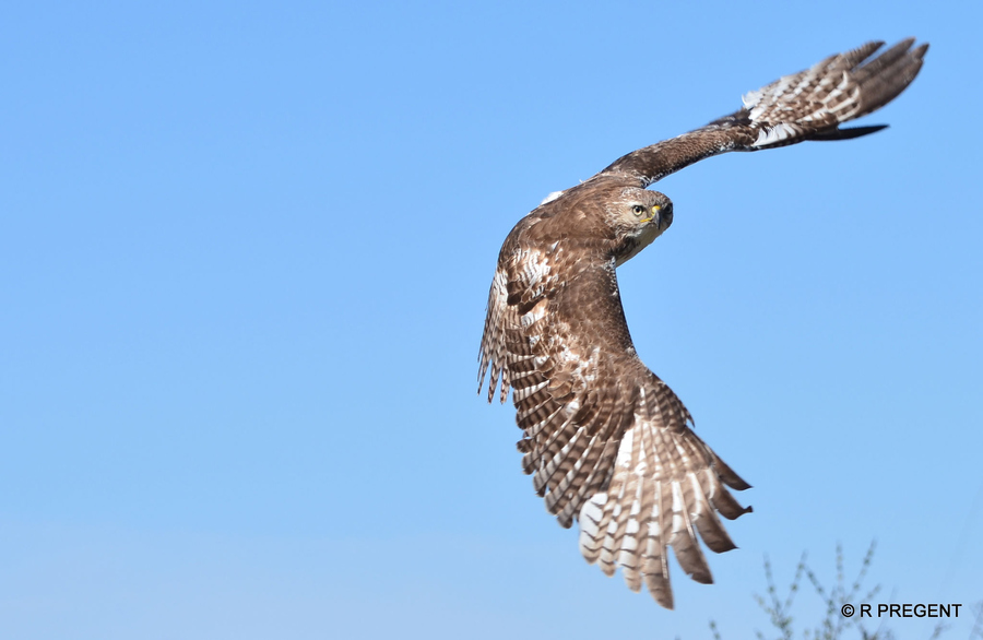 Raymond Pregent - Red-tailed Hawk