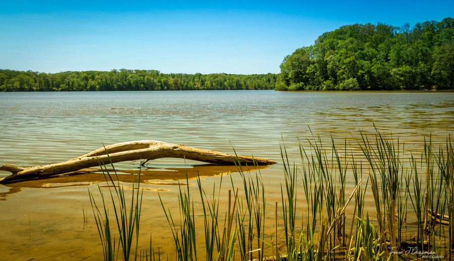 Trevor Chapman - Cootes Paradise