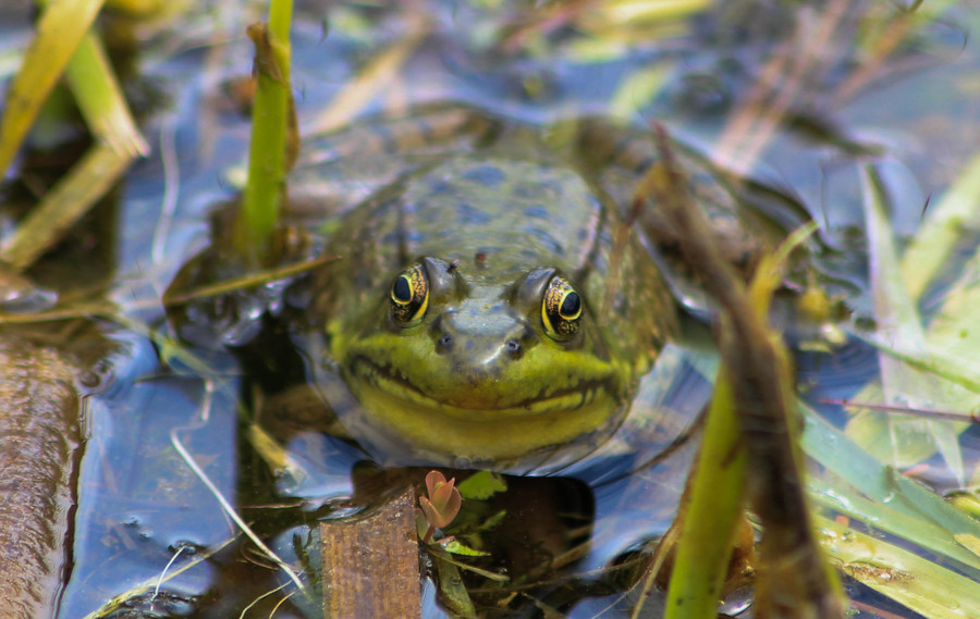 Janis Muzzy - Happy Frog