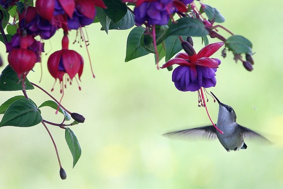 Kimberly Merrifield - Afternoon Tea with a Hummingbird