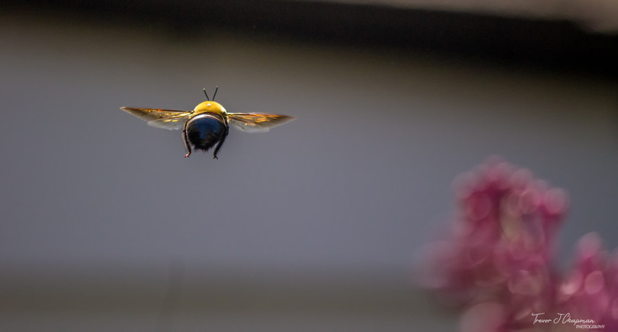 Trevor Chapman - Flight of the Bumble Bee