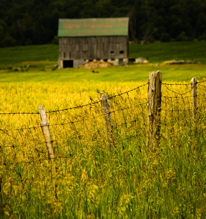 Judi Smelko - A little corner of Bruce County