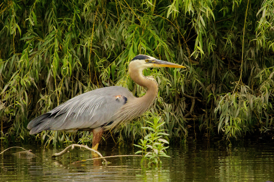 Great Blue Heron by Robert Guimont