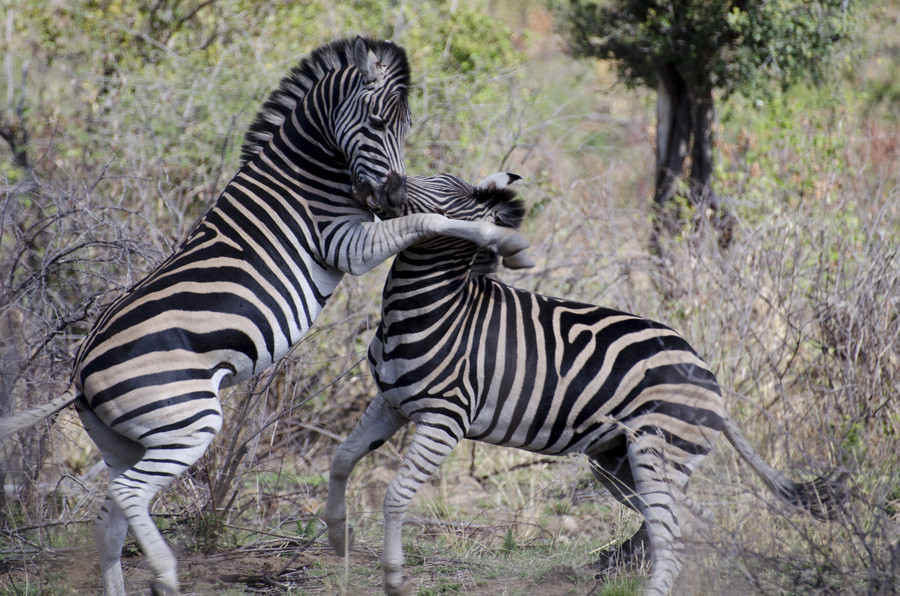 Playful Zebras by Bryan Strasberg