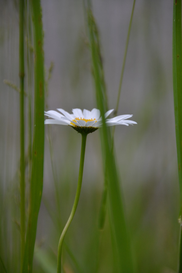 Simply Beautiful by Debby Field