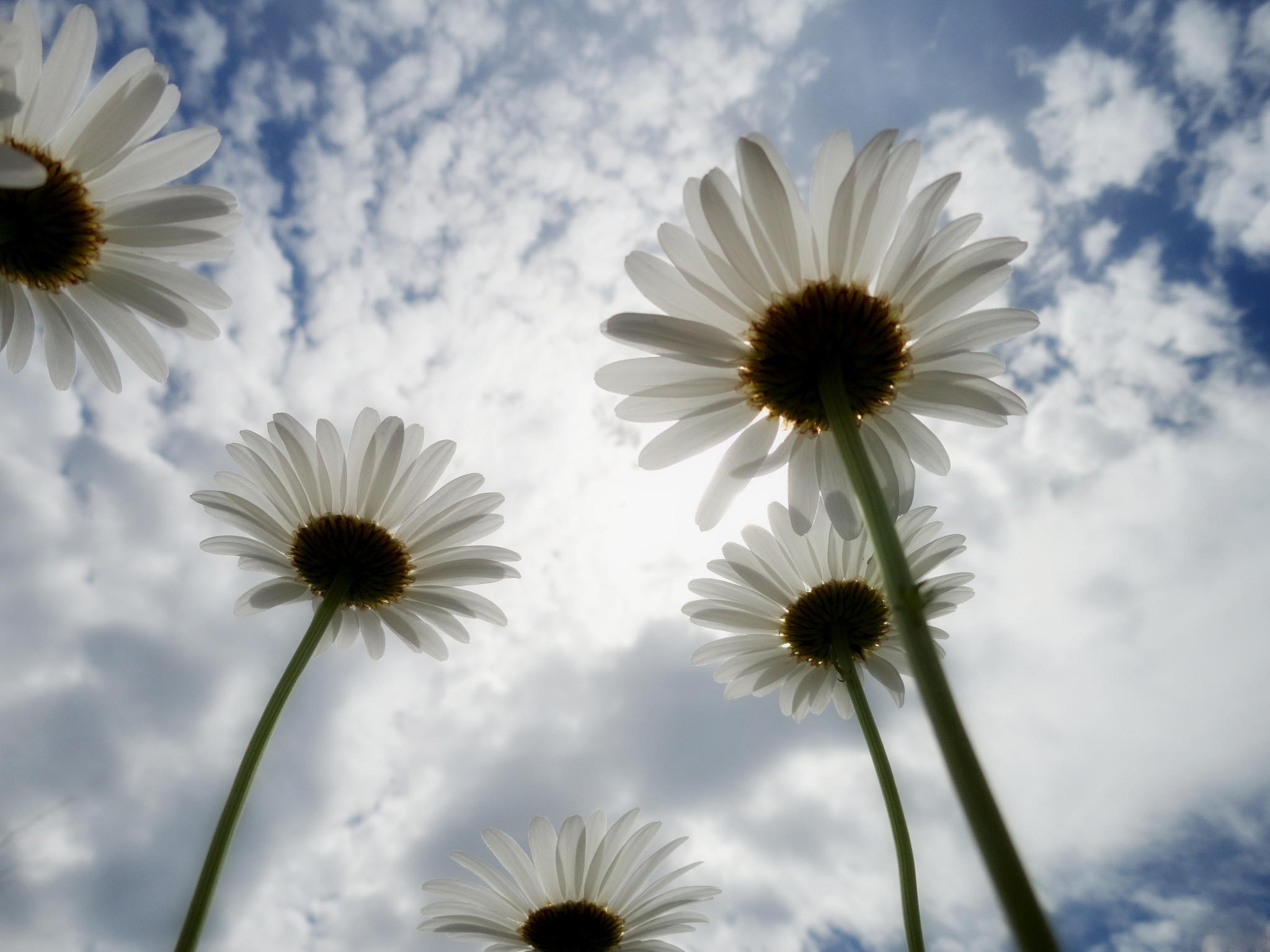 Daisies in the Light by Cora Joshua