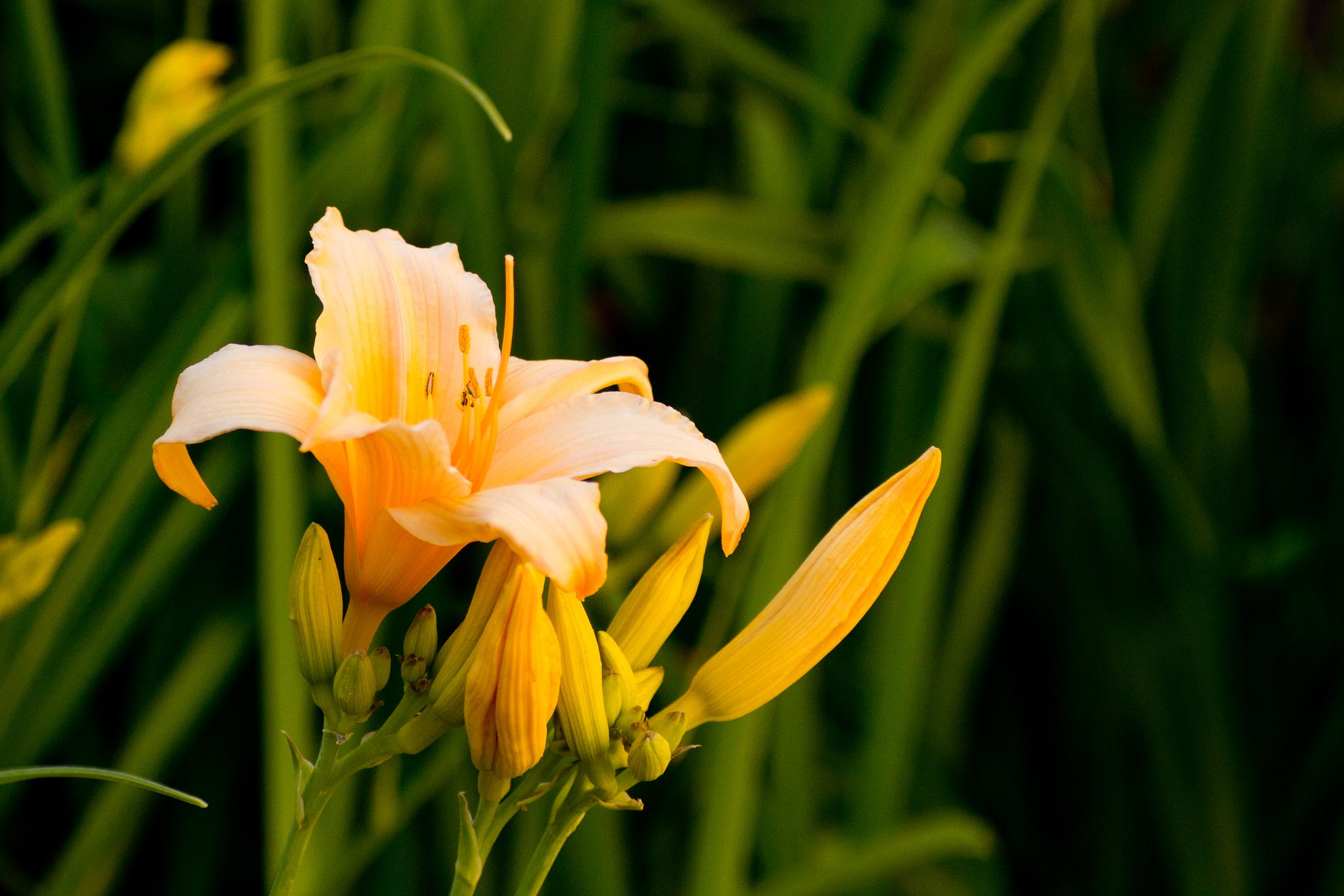 Daylilly by Robert Guimont