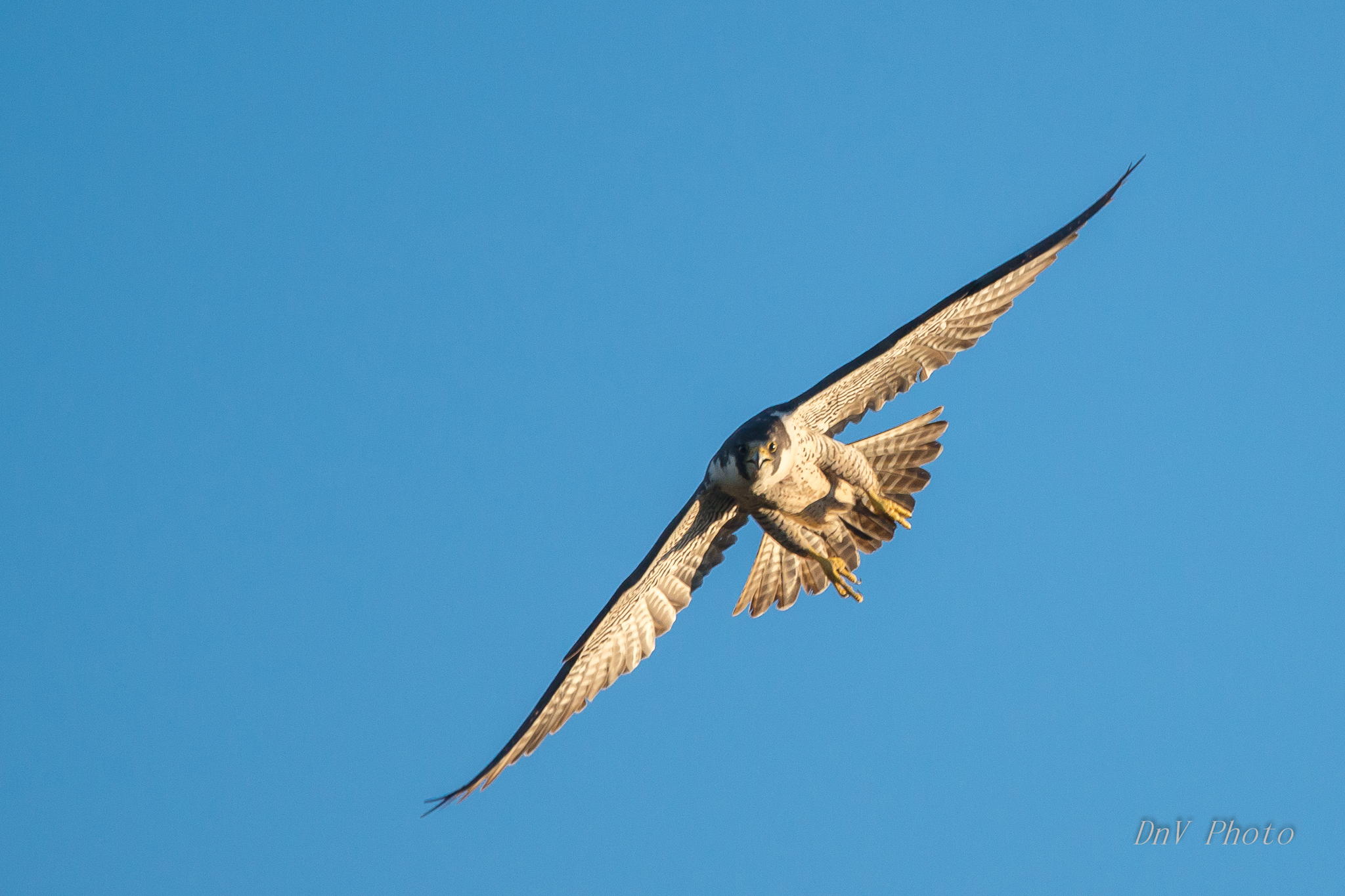 Peregrine Falcon by David Ho