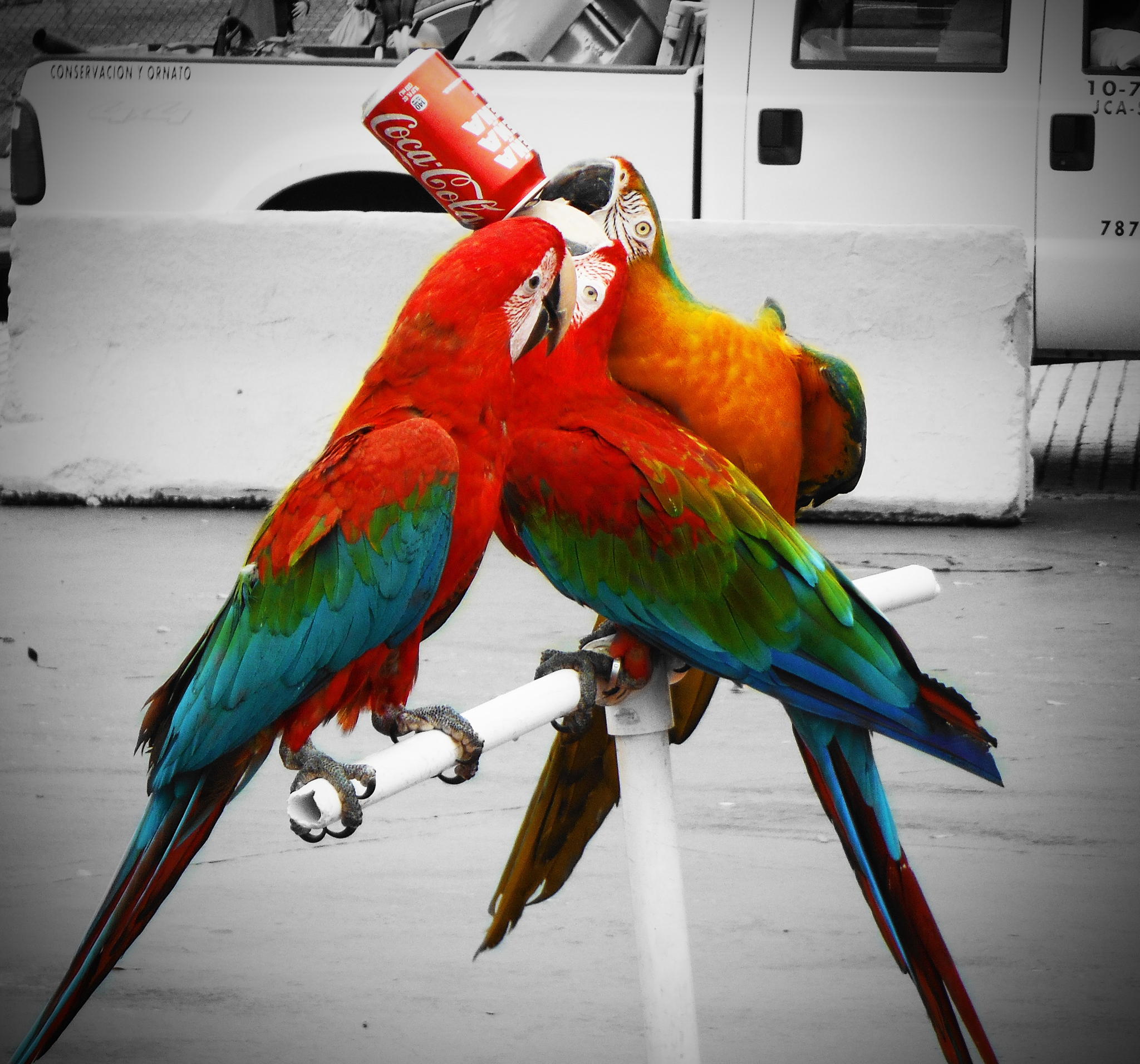 San Jaun Puerto Rico Parrots sharing a can of Coca Cola by Kendra Collins
