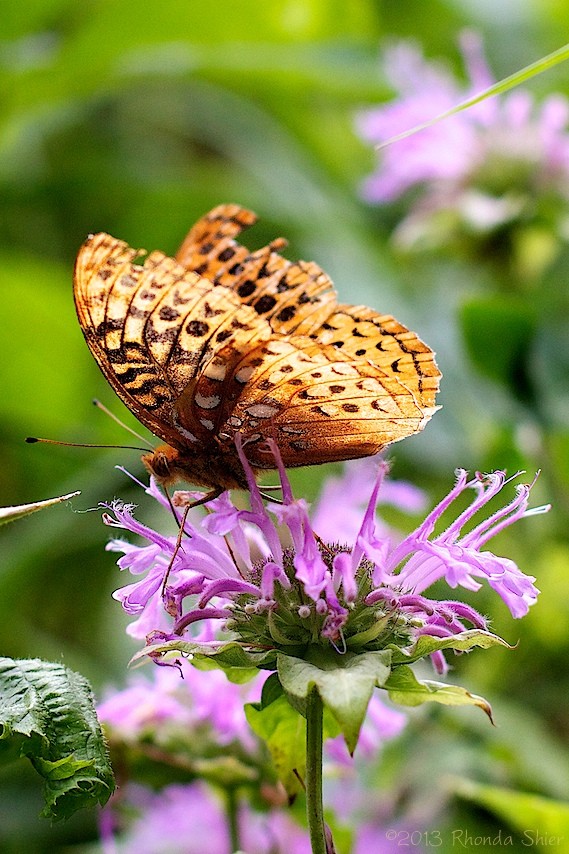 Aphrodite Fritillary by Rhonda Shier