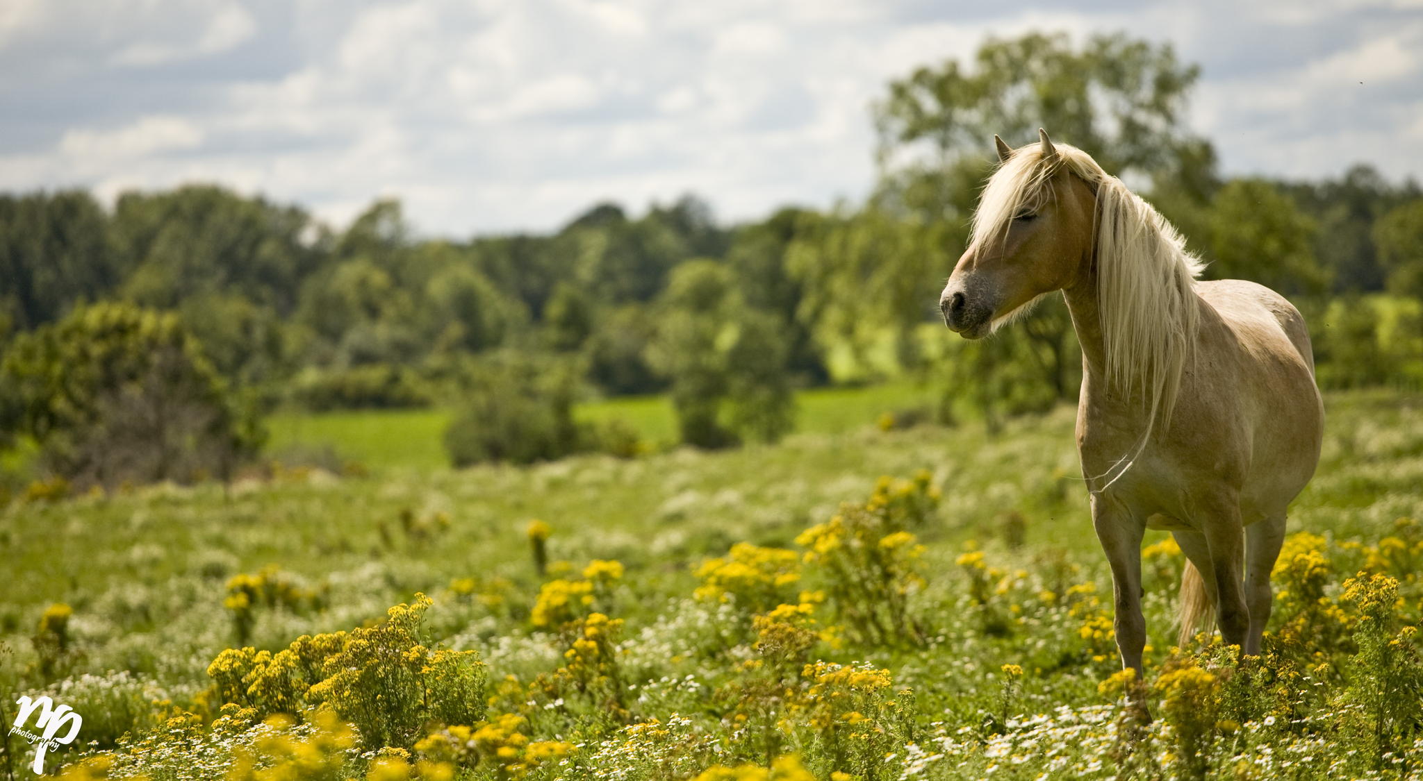 Majestic in Nature by Nicky Pearson