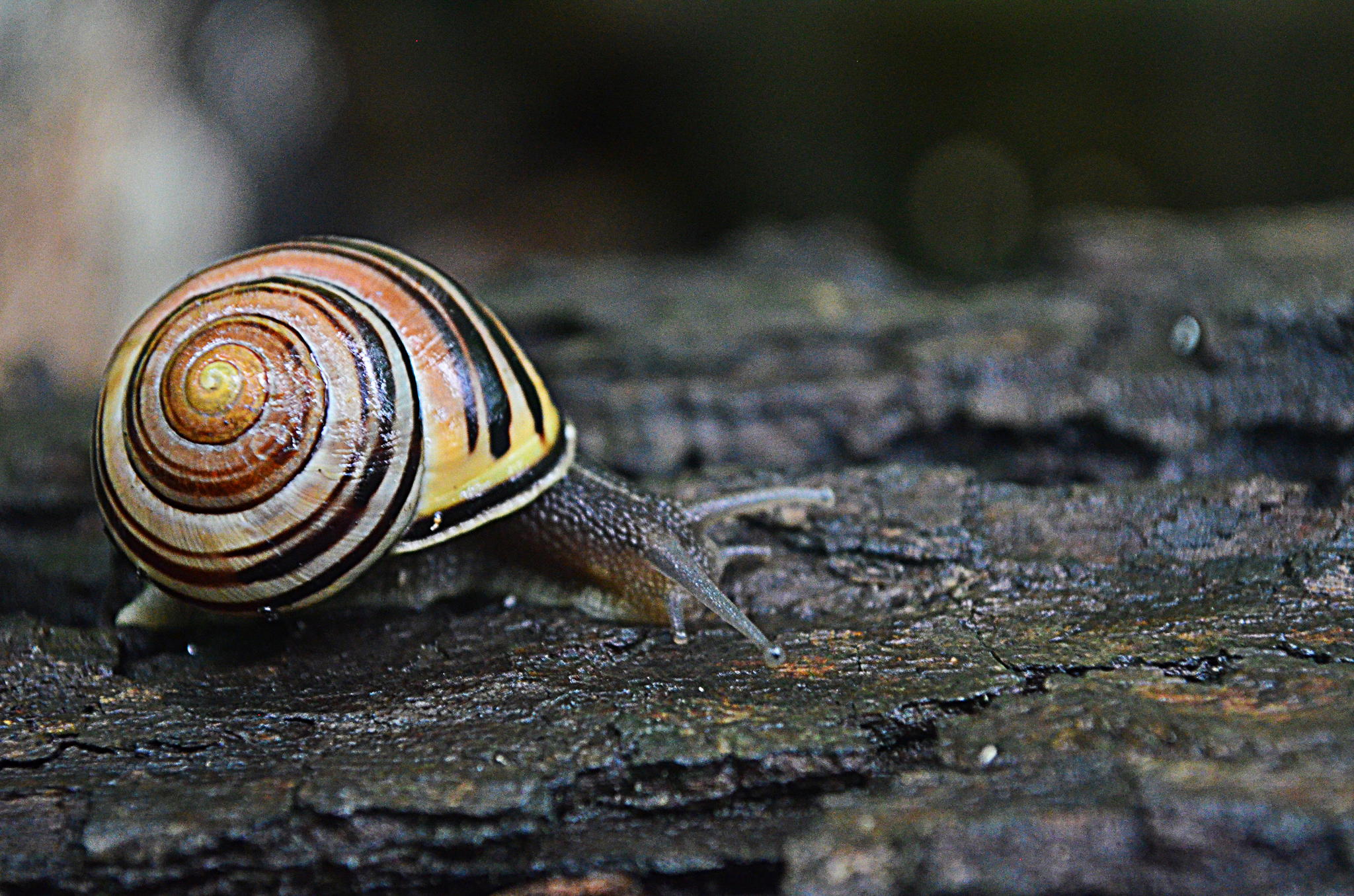 Small Snail by Maddy Fava