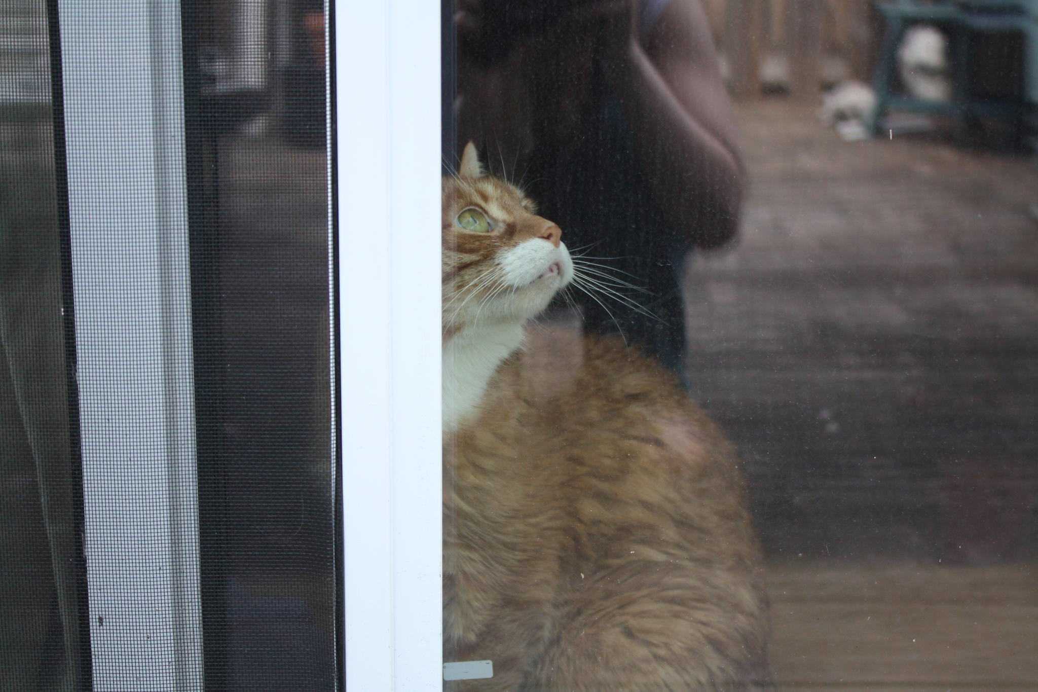 Watching the World Go By by Sarah Swinden