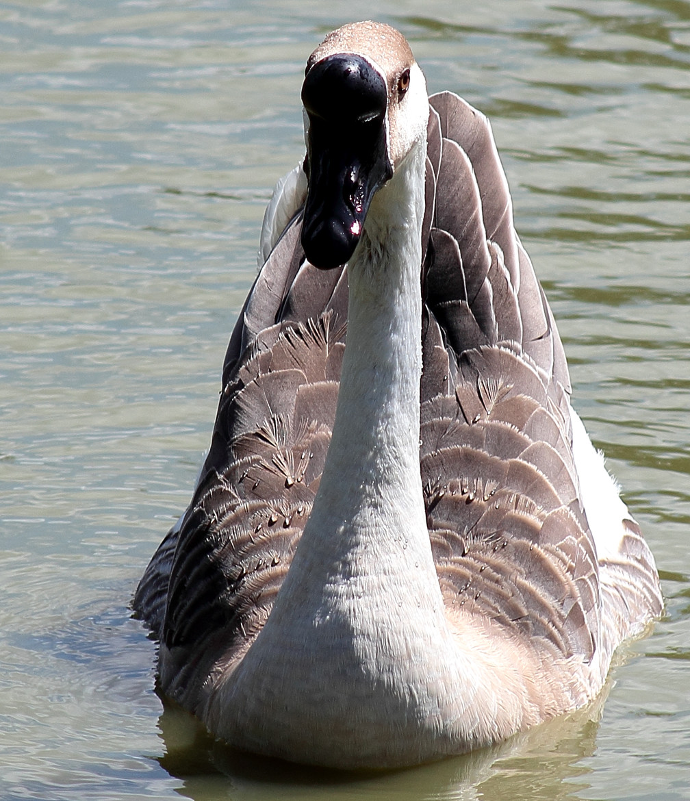Chinese Swan Goose by MJR