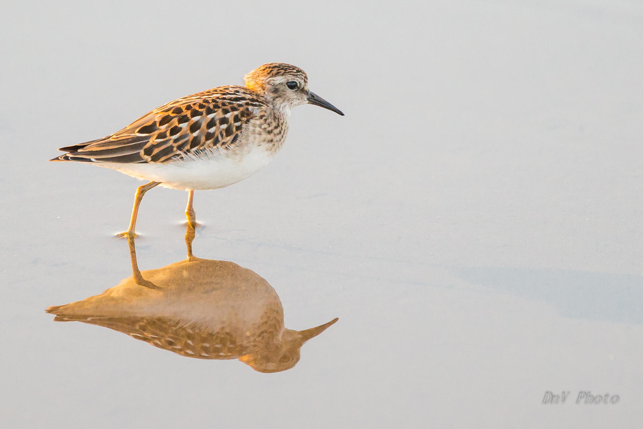 Least Sandpiper by David Ho