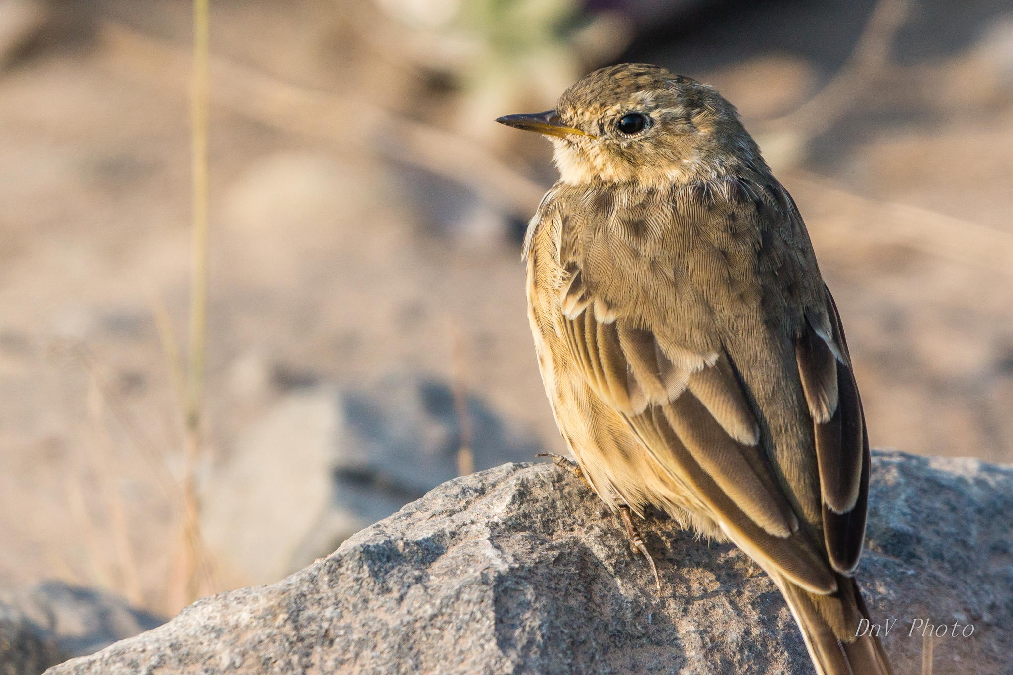 American Pipit by David Ho