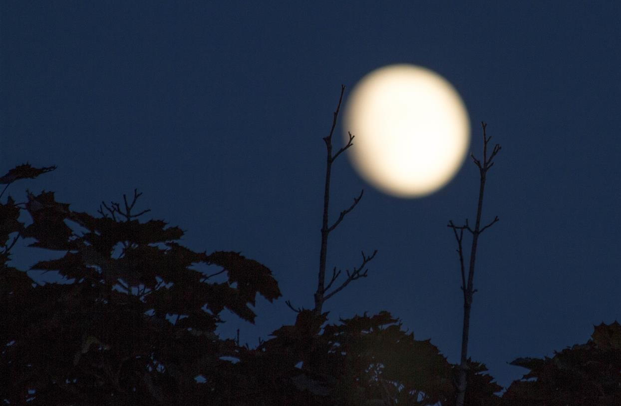 Bracketed Moon by Jonathan Grills