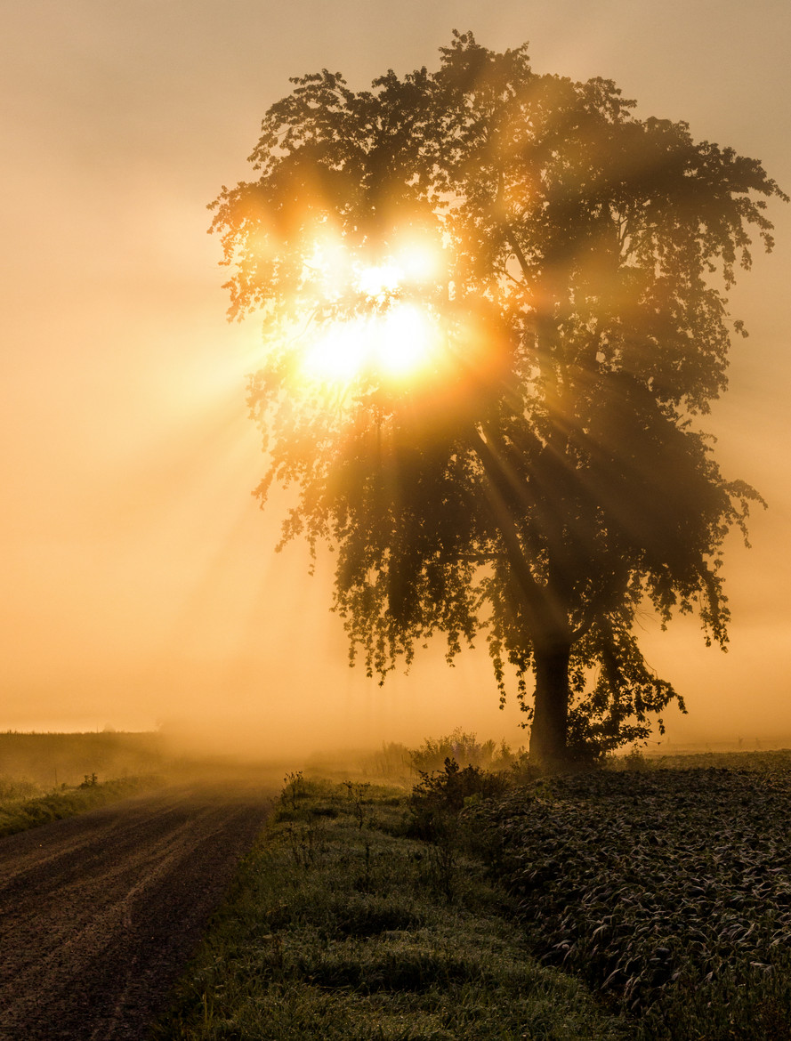 Morning Glory by Spencer Sills