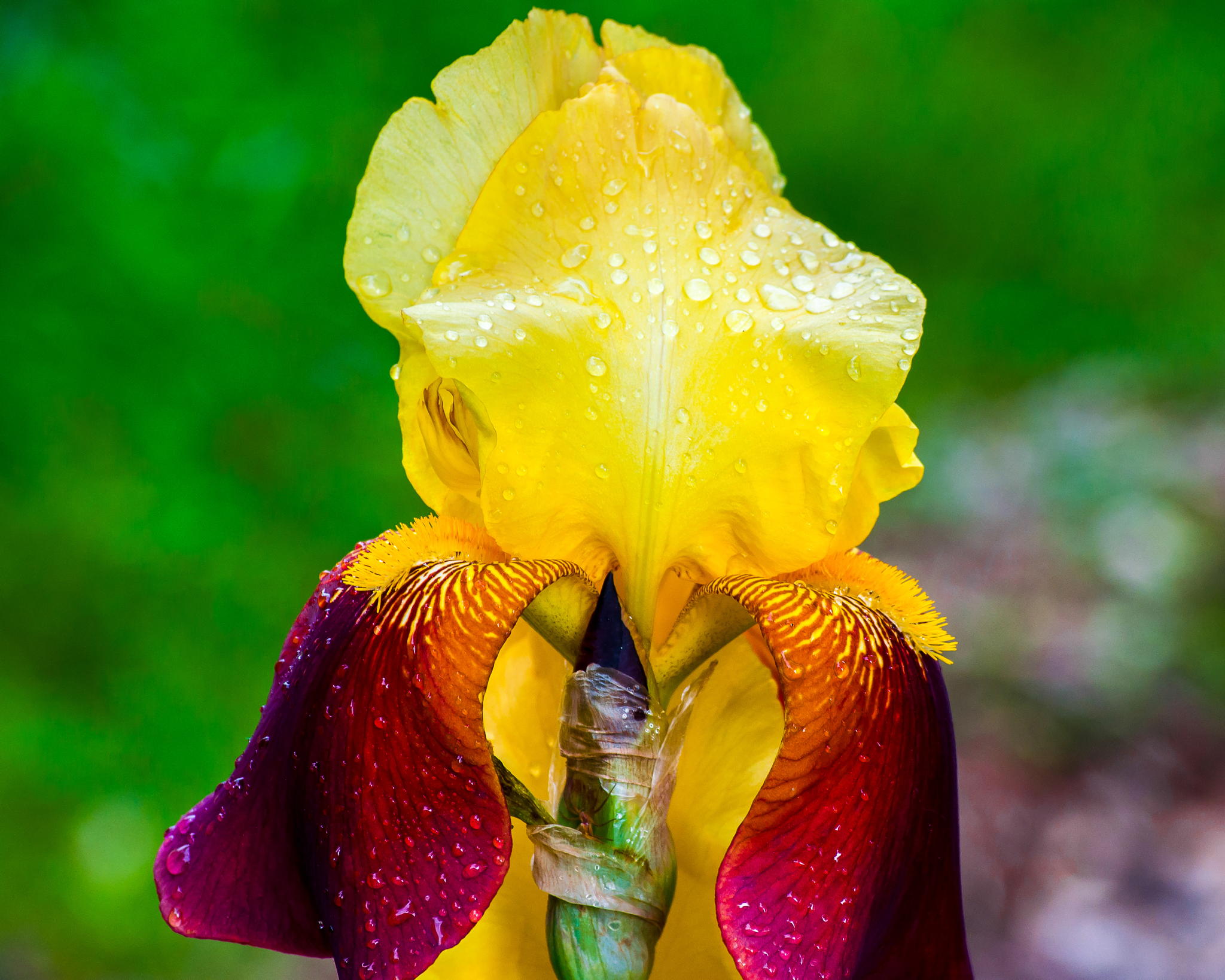 Vibrant Iris by Tim Piche
