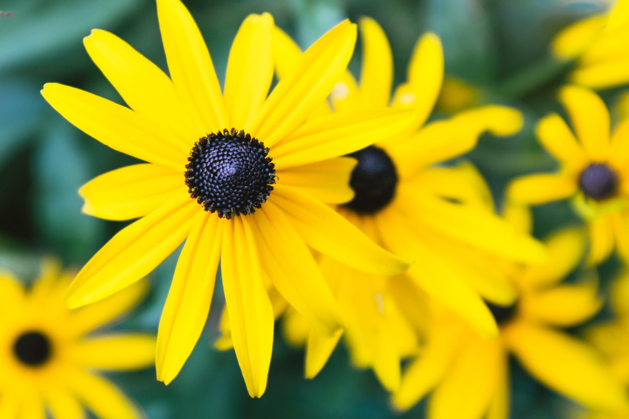 Rudebeckia Hirta - Black Eyed Susan by Mark Shannon