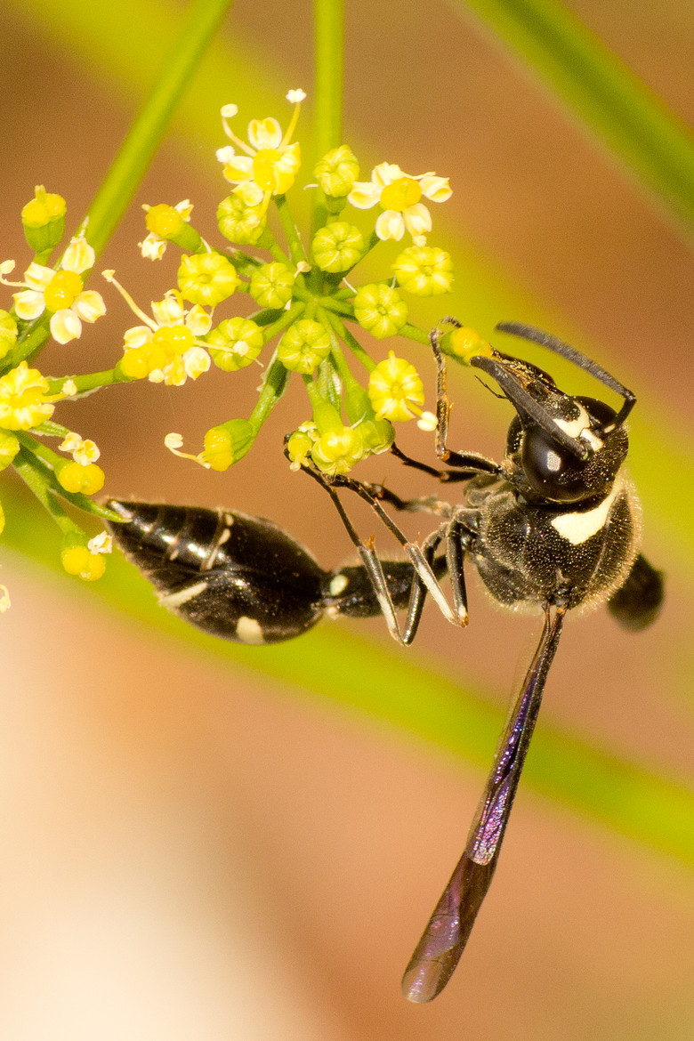 Wasp on Parsley Flower by Robert Guimont