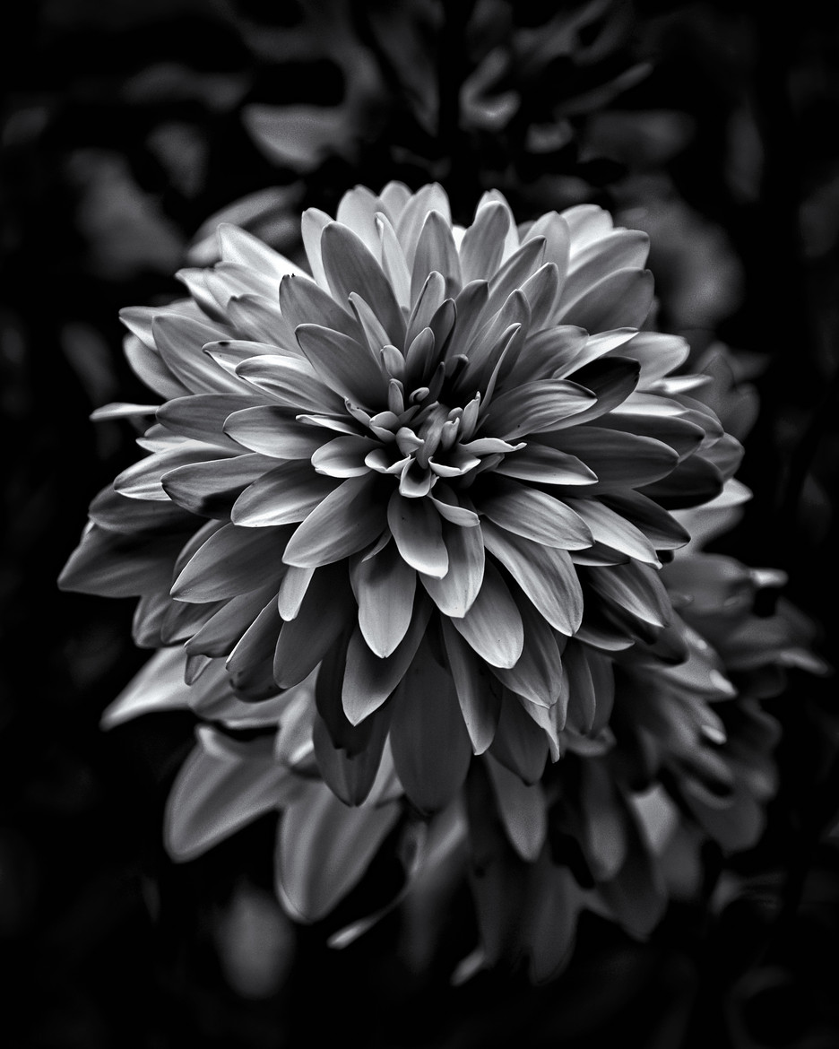 Backyard Flowers in Black and White 15 by Brian Carson