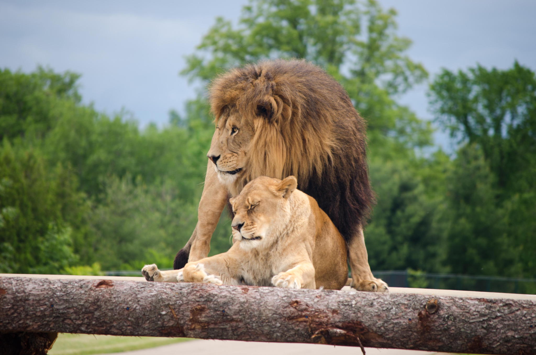 Lion and Lioness by Tim Piche