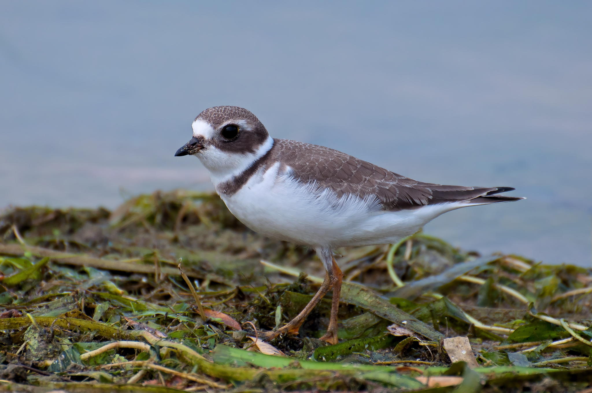 Semi-Palmated Plover Juvi by Lorraine Booker