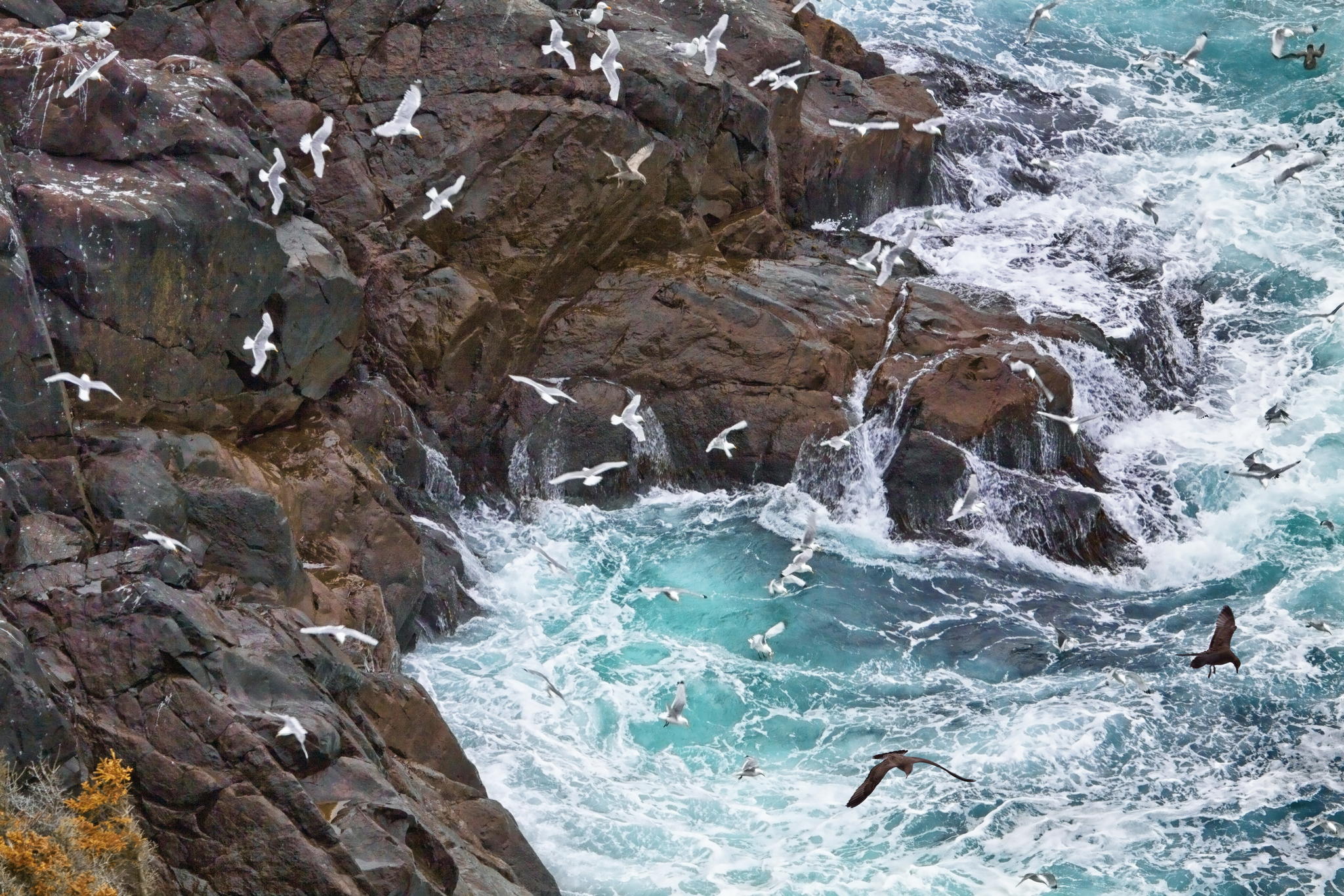 Above the Birds by Paul Heyman