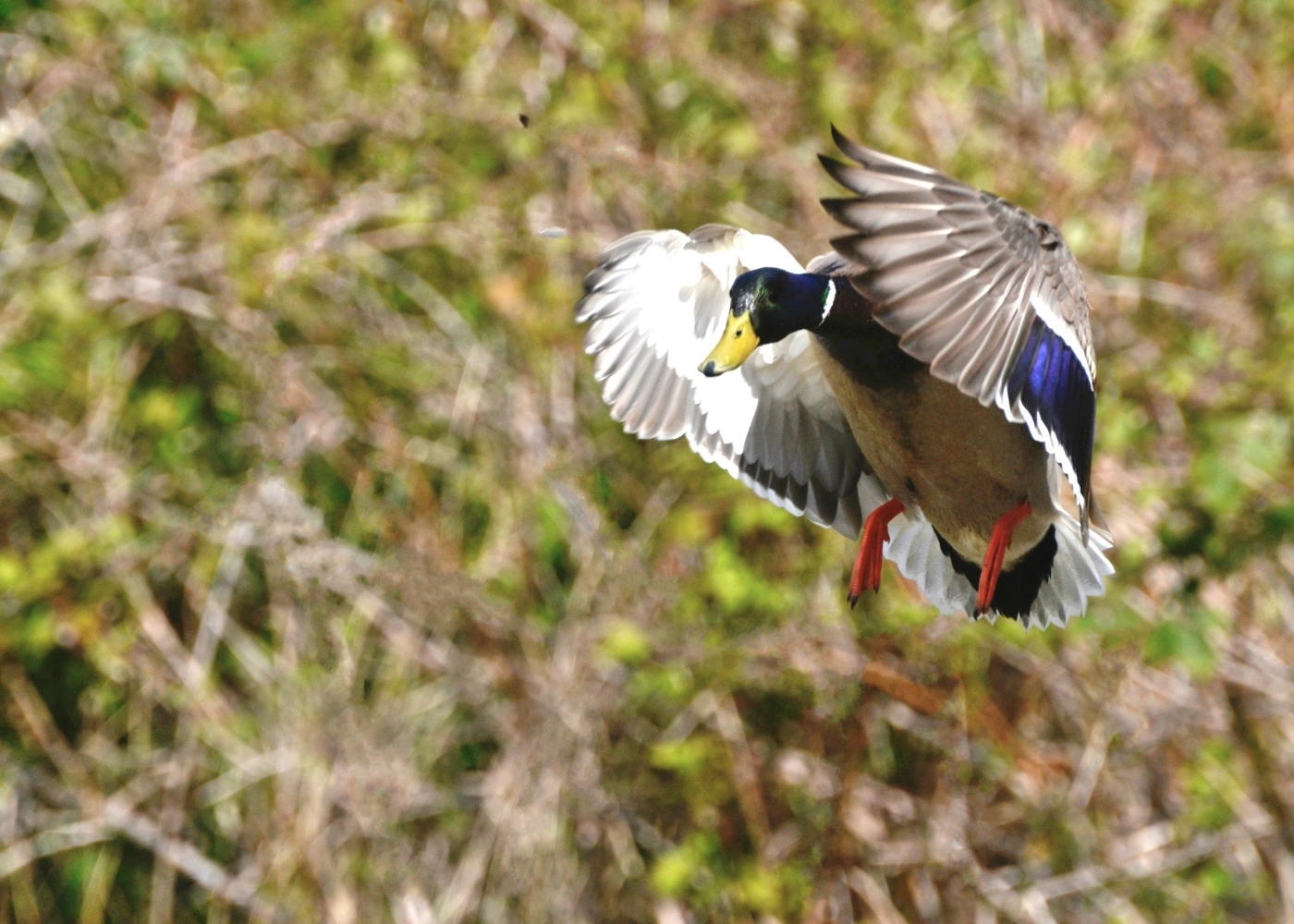 Mallard Drake by George Skelton