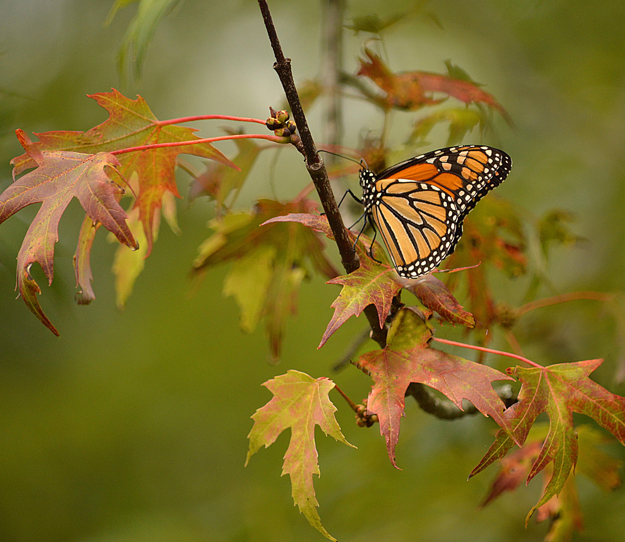 Monarch on a Colourful Leaf by Judy Tomlinson