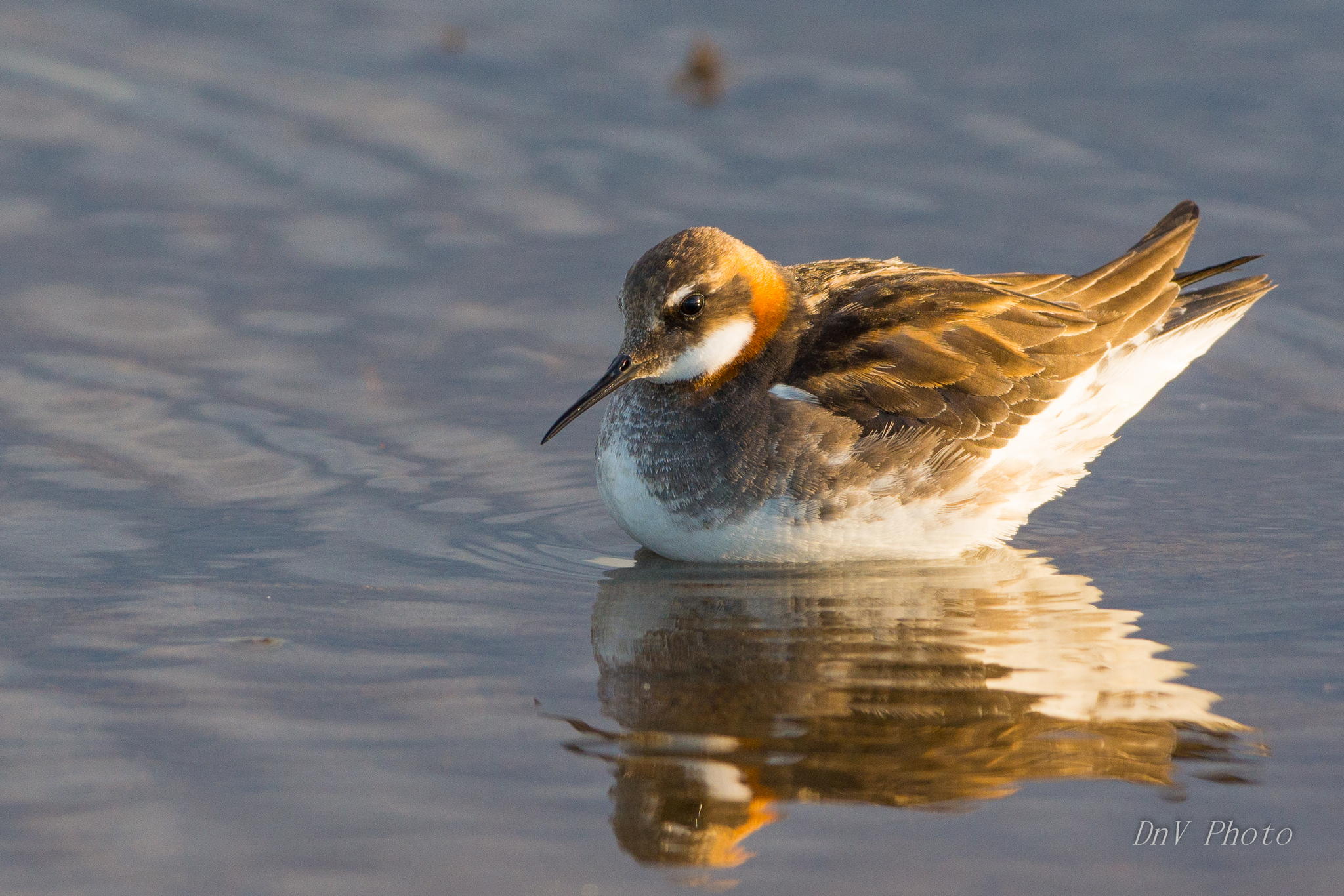 Red Necked Phalarope by David Ho