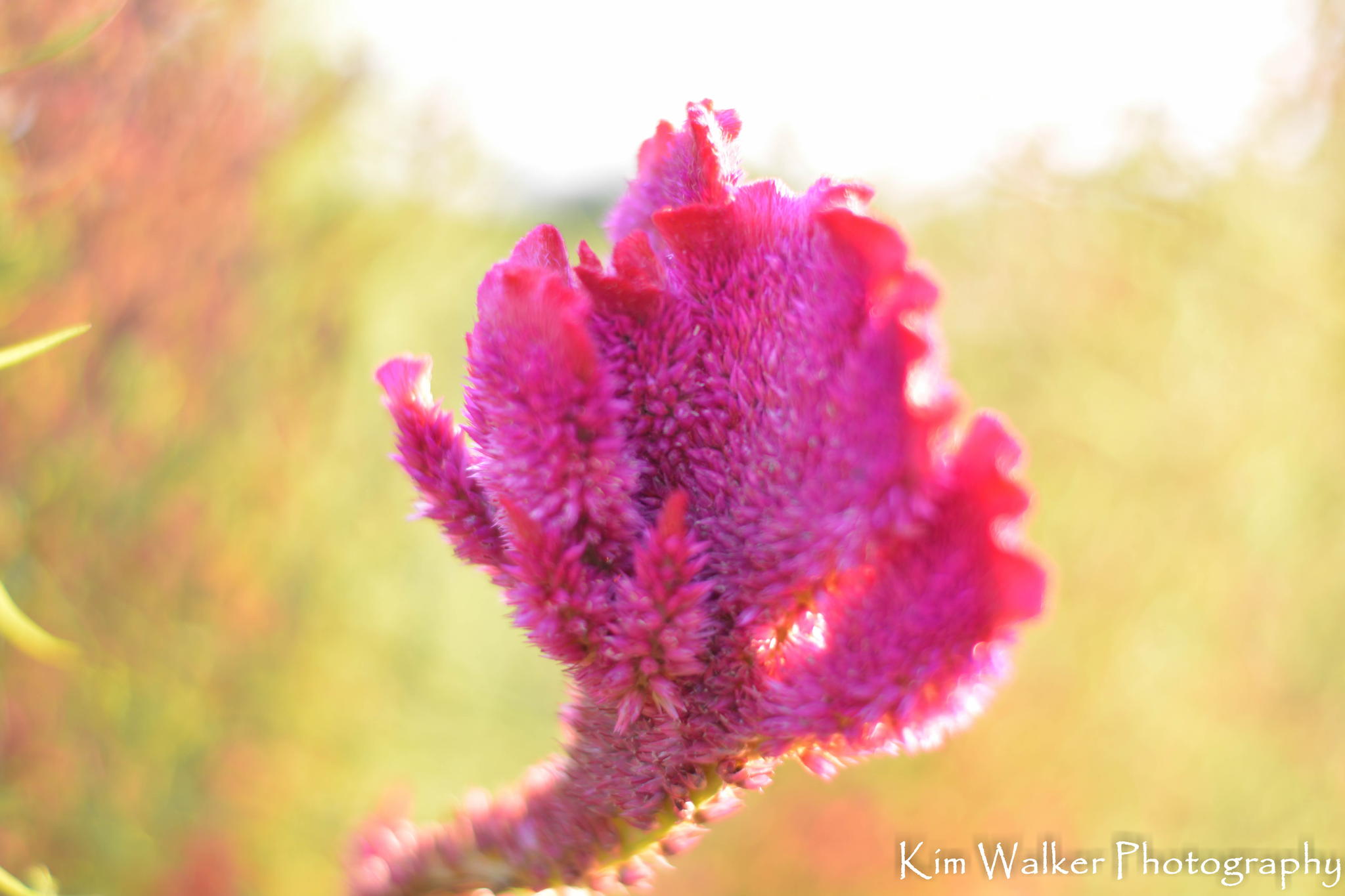 Celosia Flower by Kim Walker