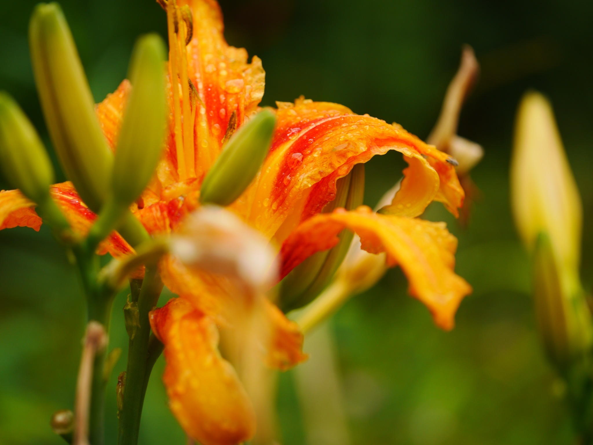 Dewdrops on Petals by Trisha Gillings