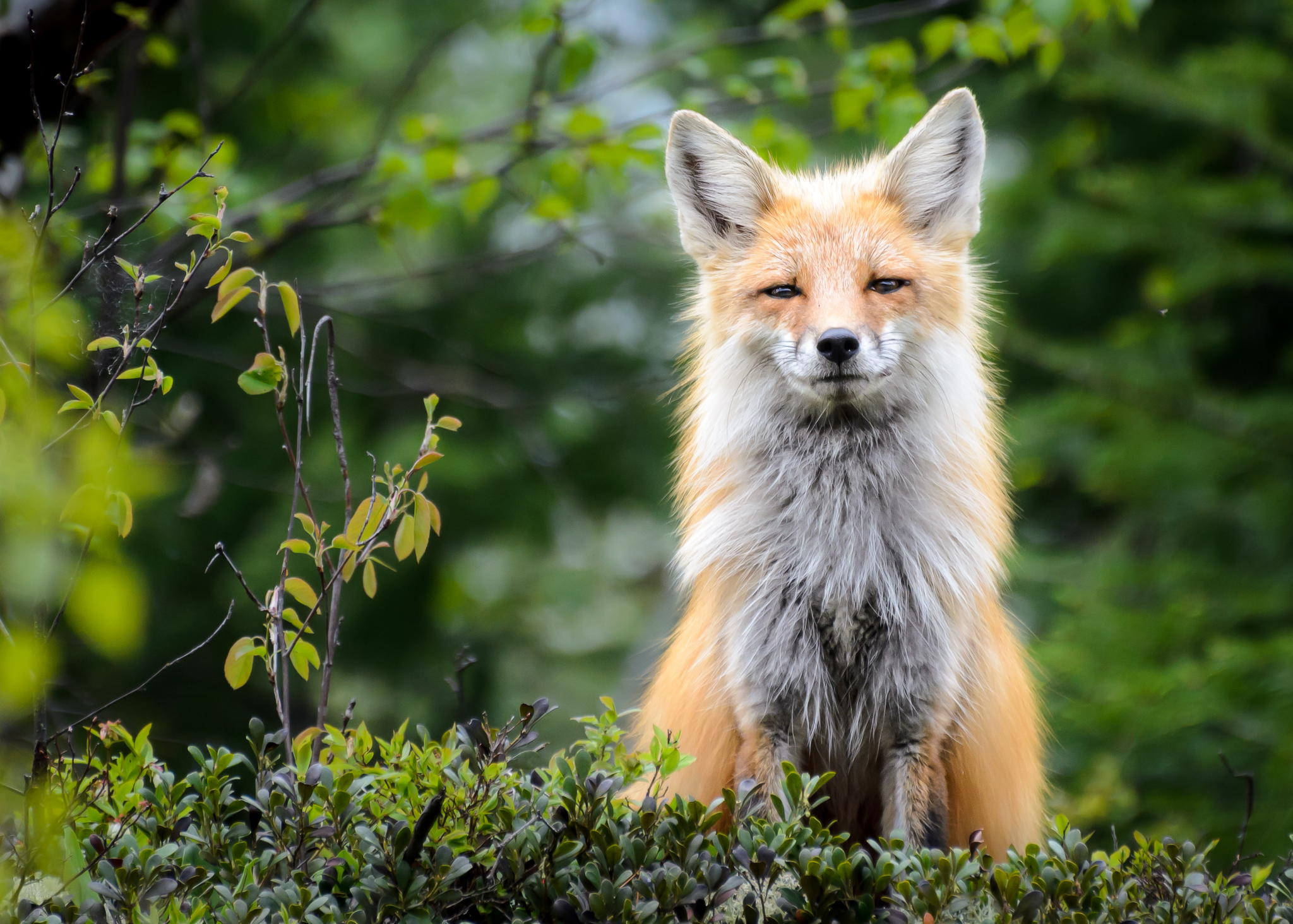 Fox by Laurens Kaldeway