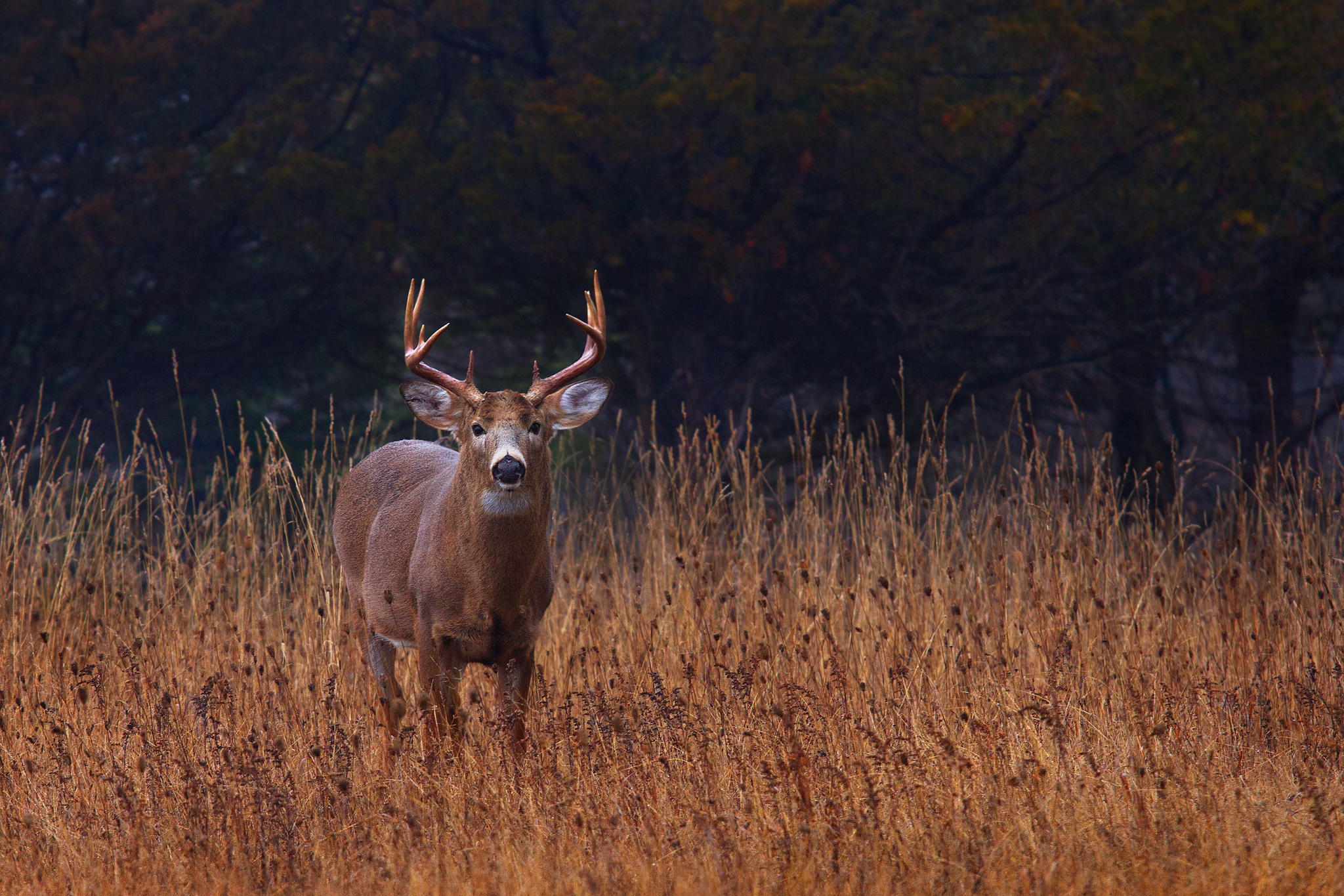 In Autumn's Fields by Jim Cumming