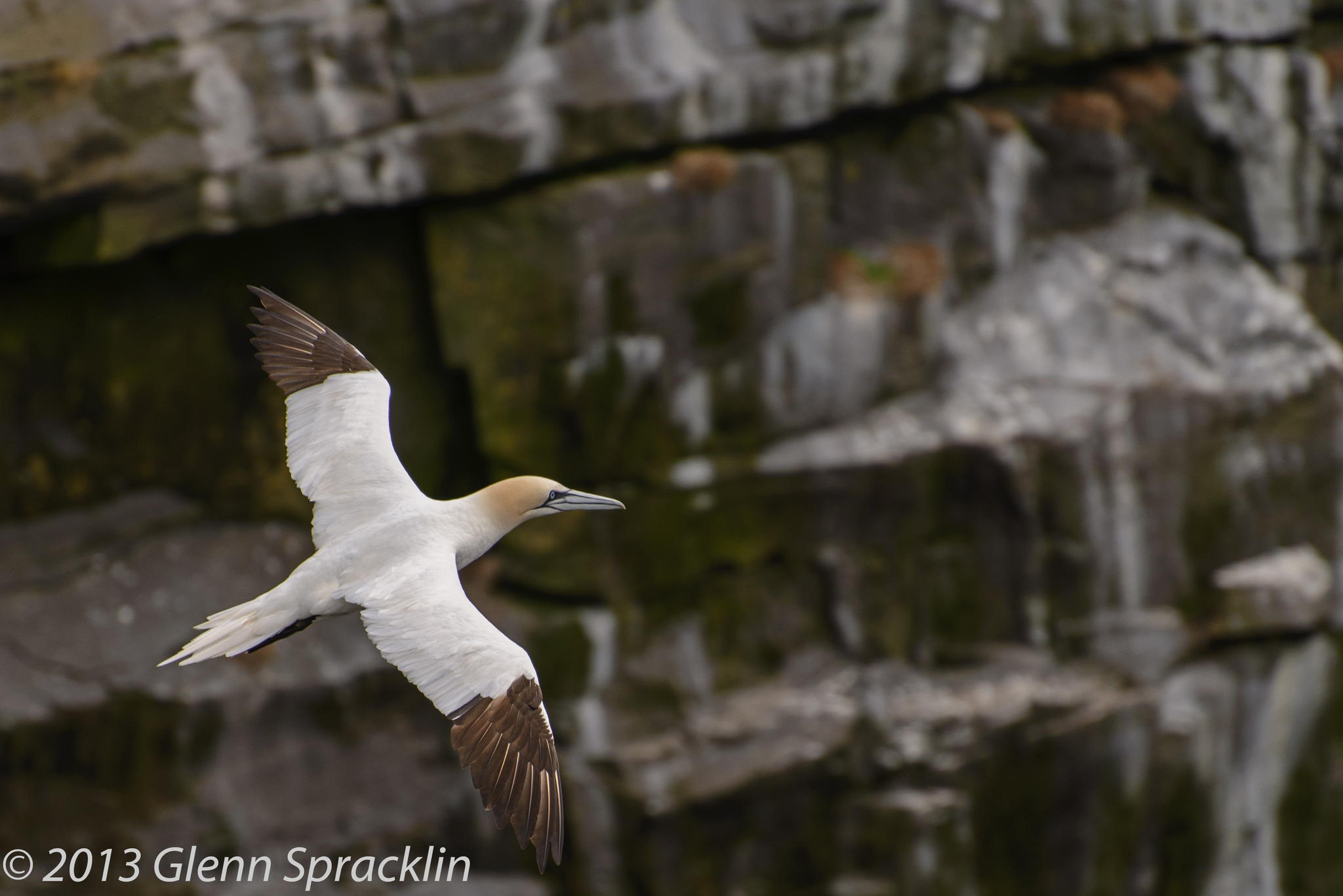 Northern Gannet #2 by Glenn Spracklin