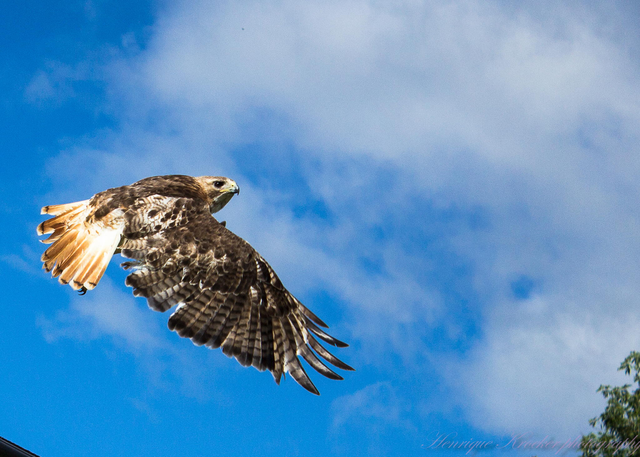 Red Tailed Hawk by Henrique Kroeker